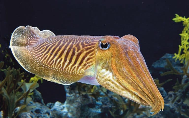 Cuttlefish – their bones and their relatives
