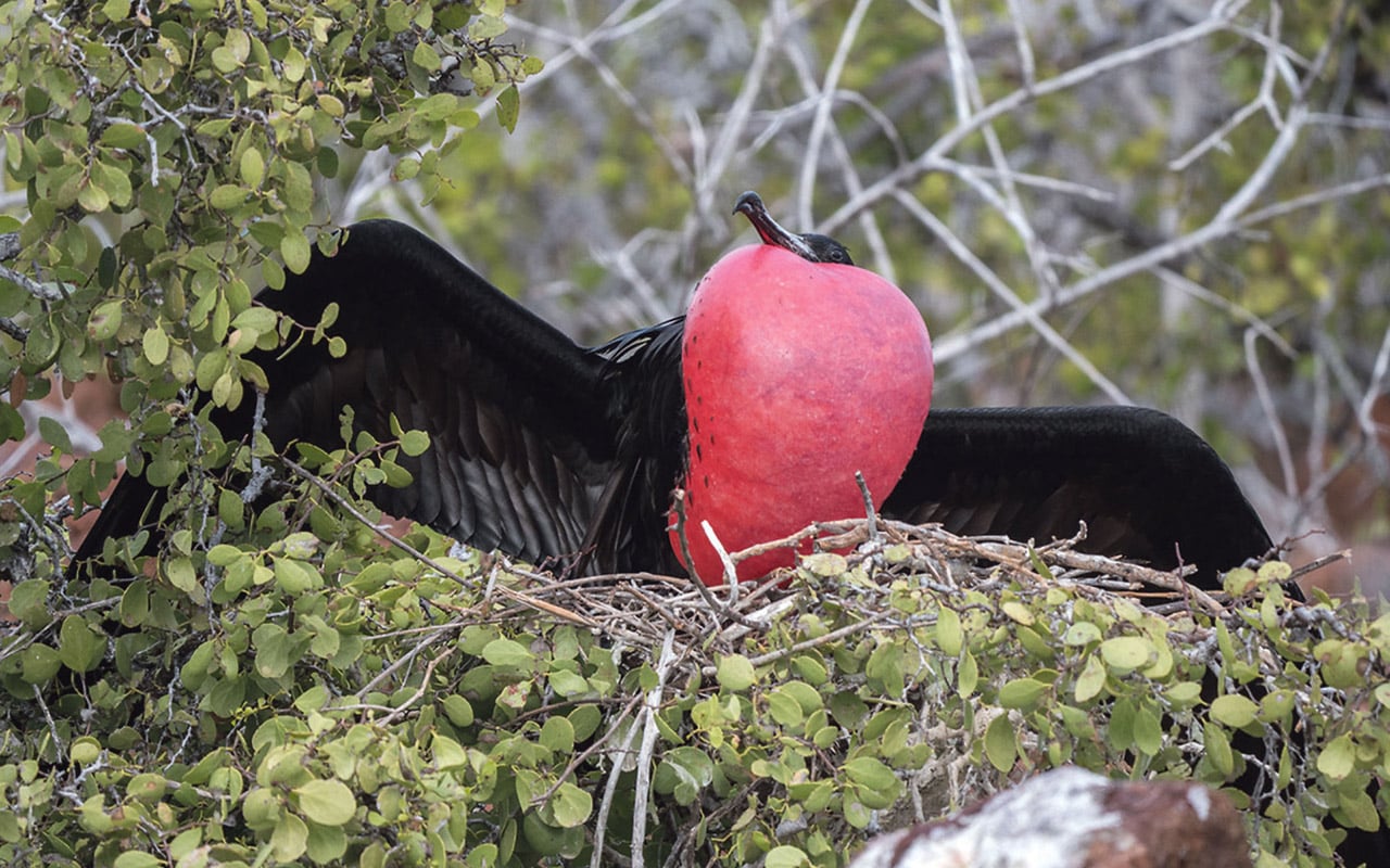More close encounters of the bird kind
