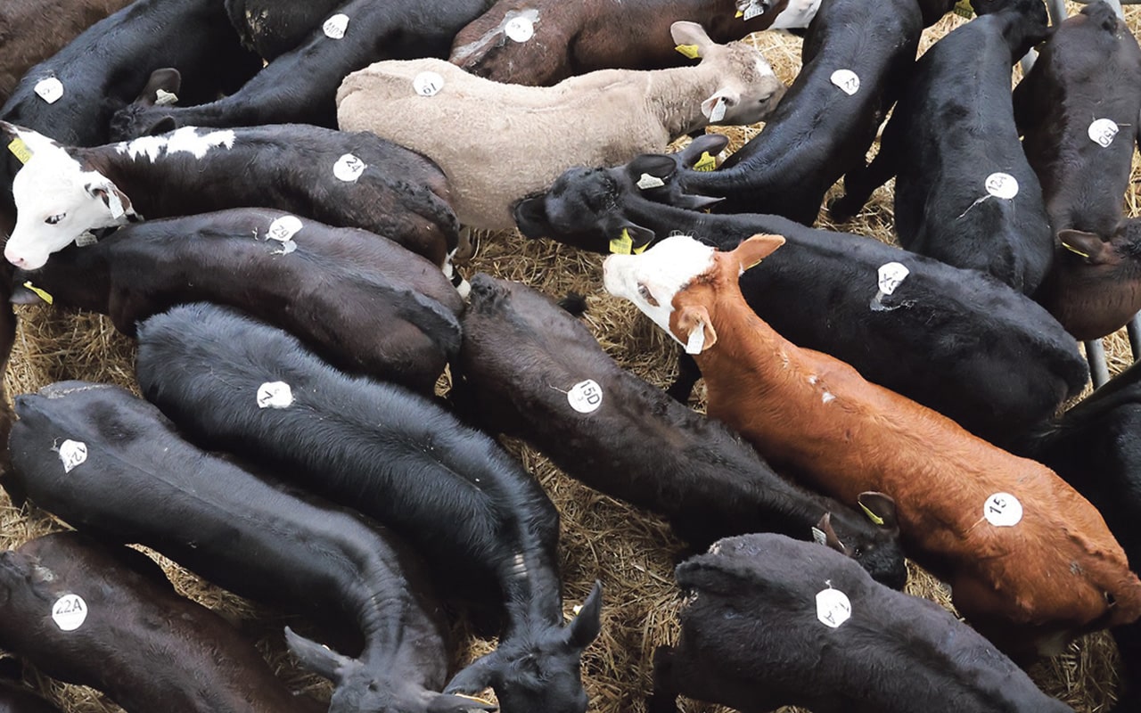 Cattle herd decline results in rising beef prices