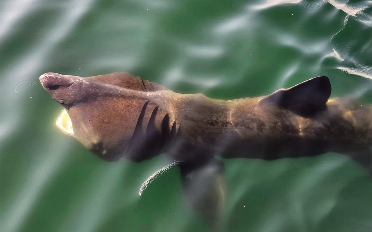 Shark!
