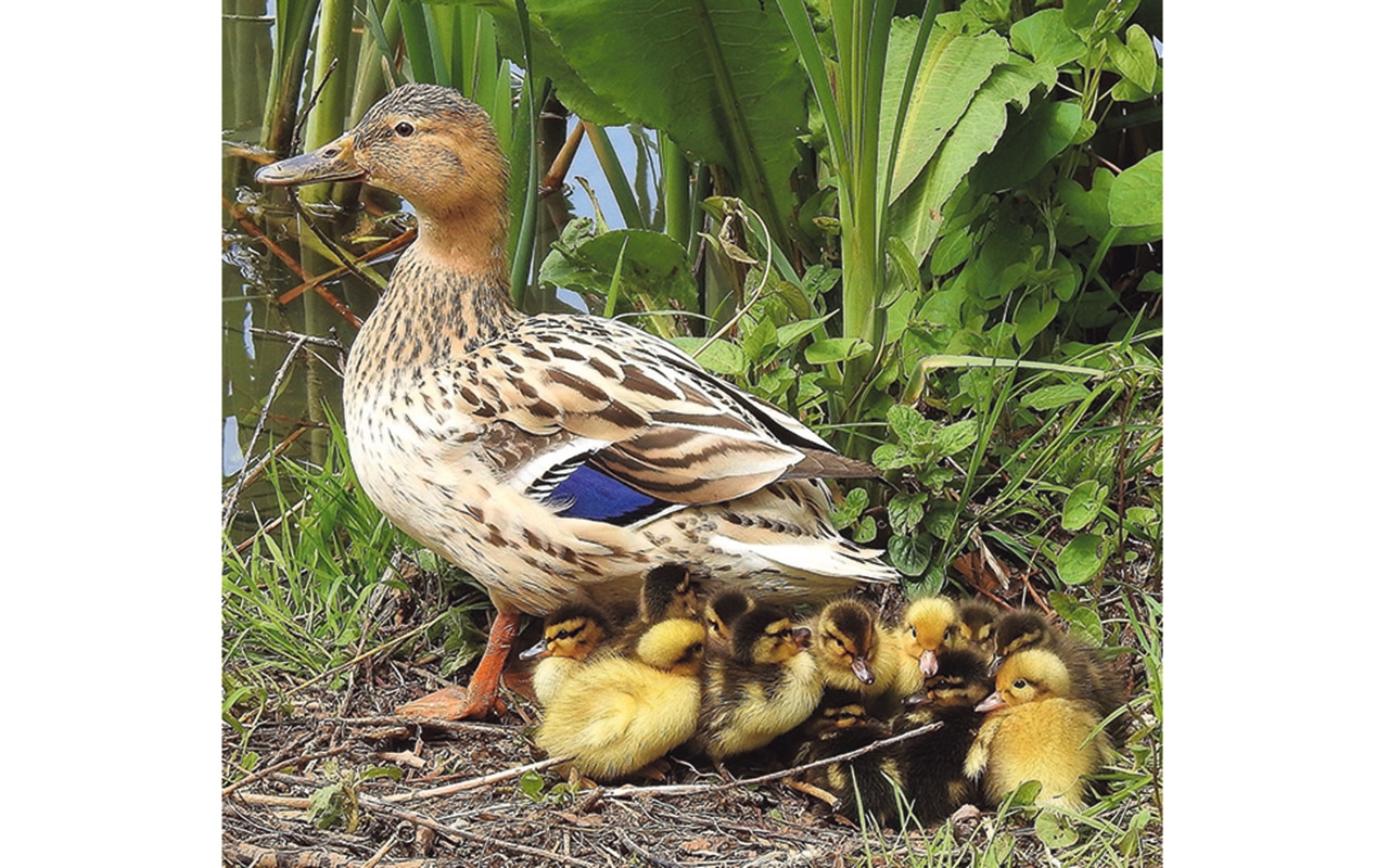 Admiring the beauty of the common mallard