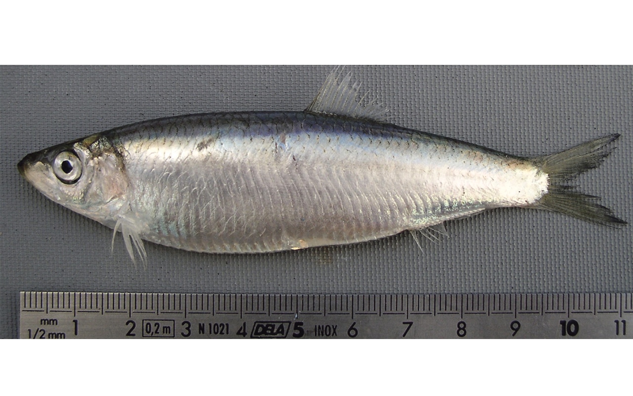 Sprats in trouble