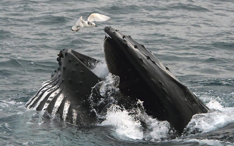 West Cork rallies to save our sprat
