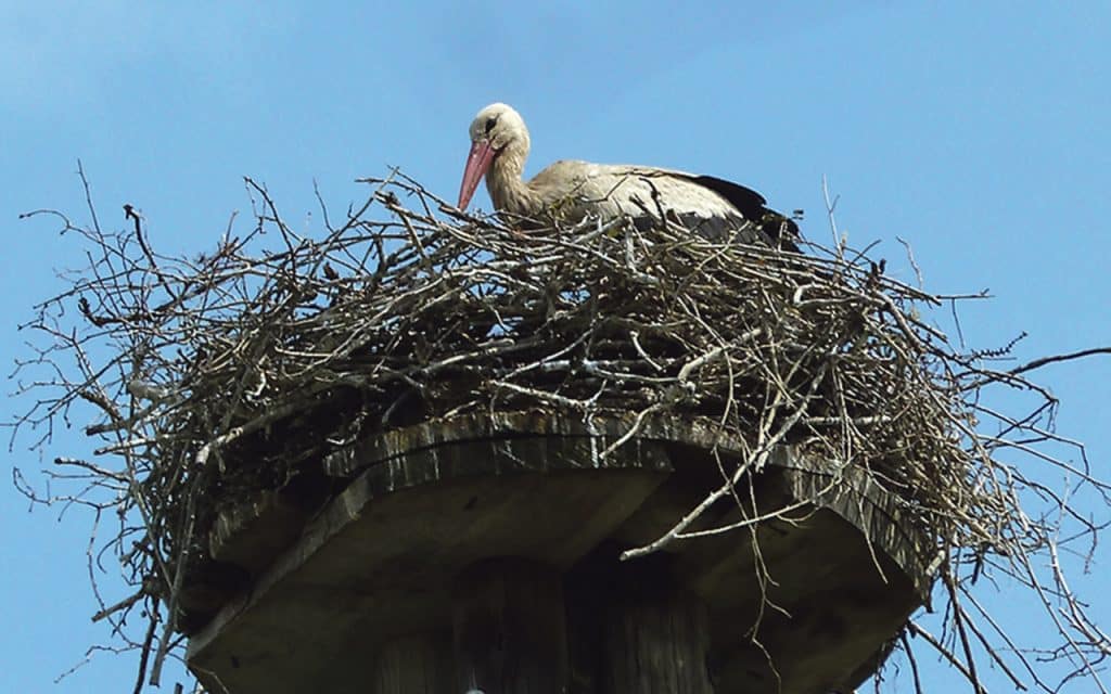 Stork in nest in Luckau Germany