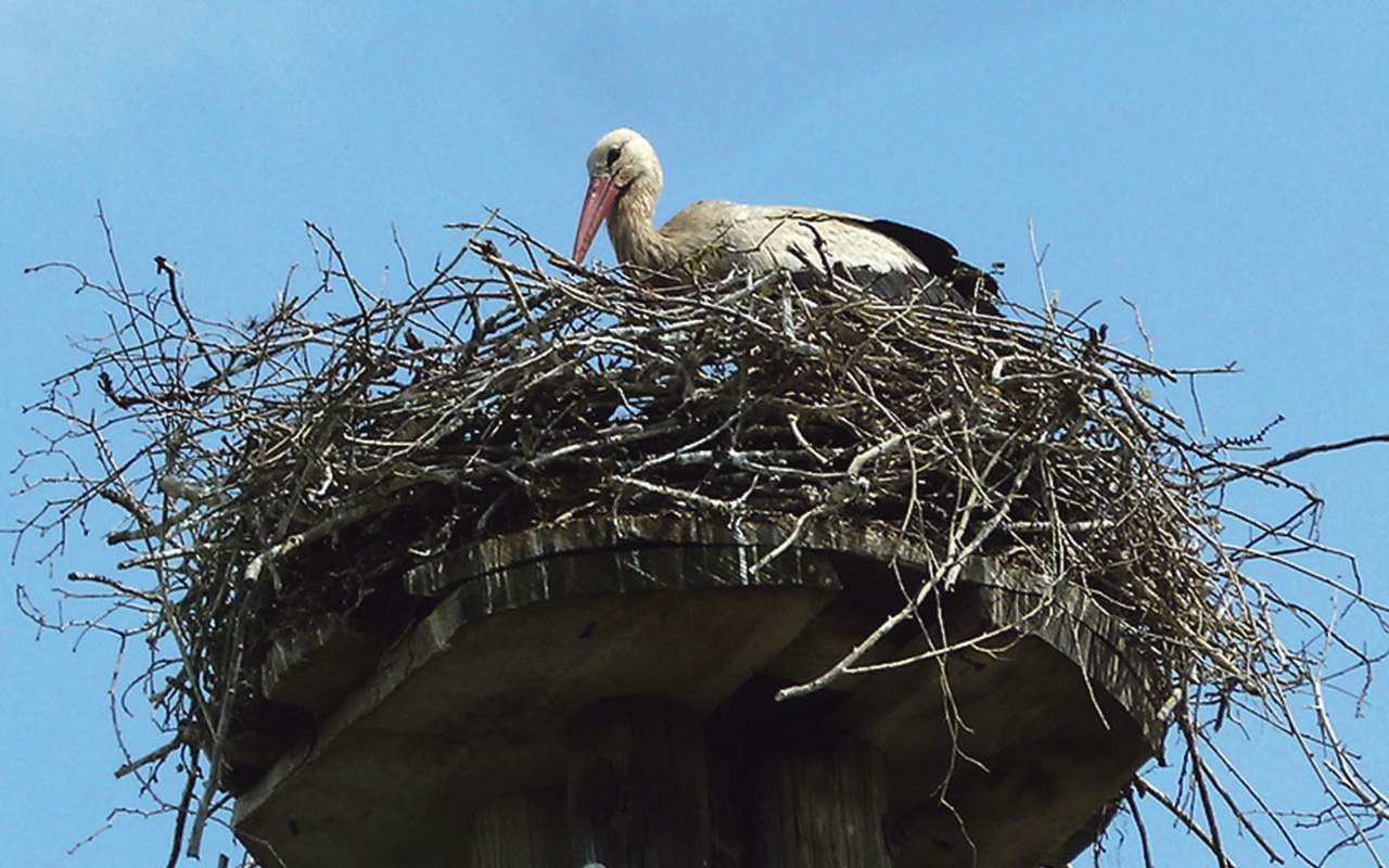 White Stork sightings in Ireland