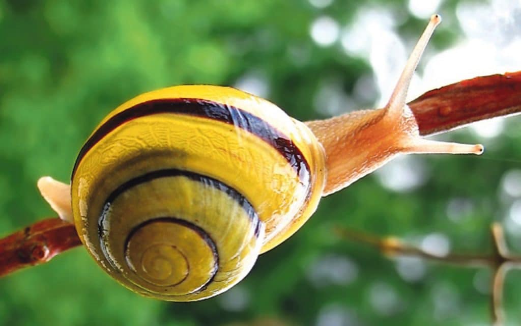 Lemon snail