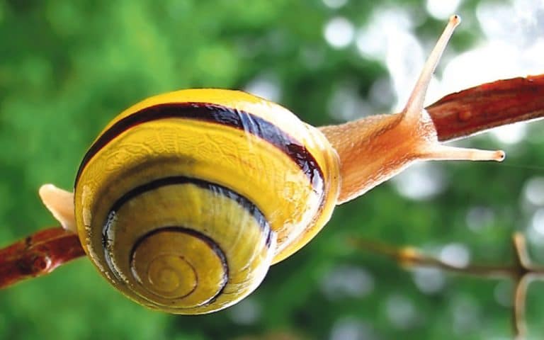 Gastropods in the garden