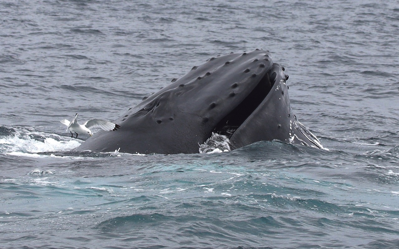 The song of the humpback whale