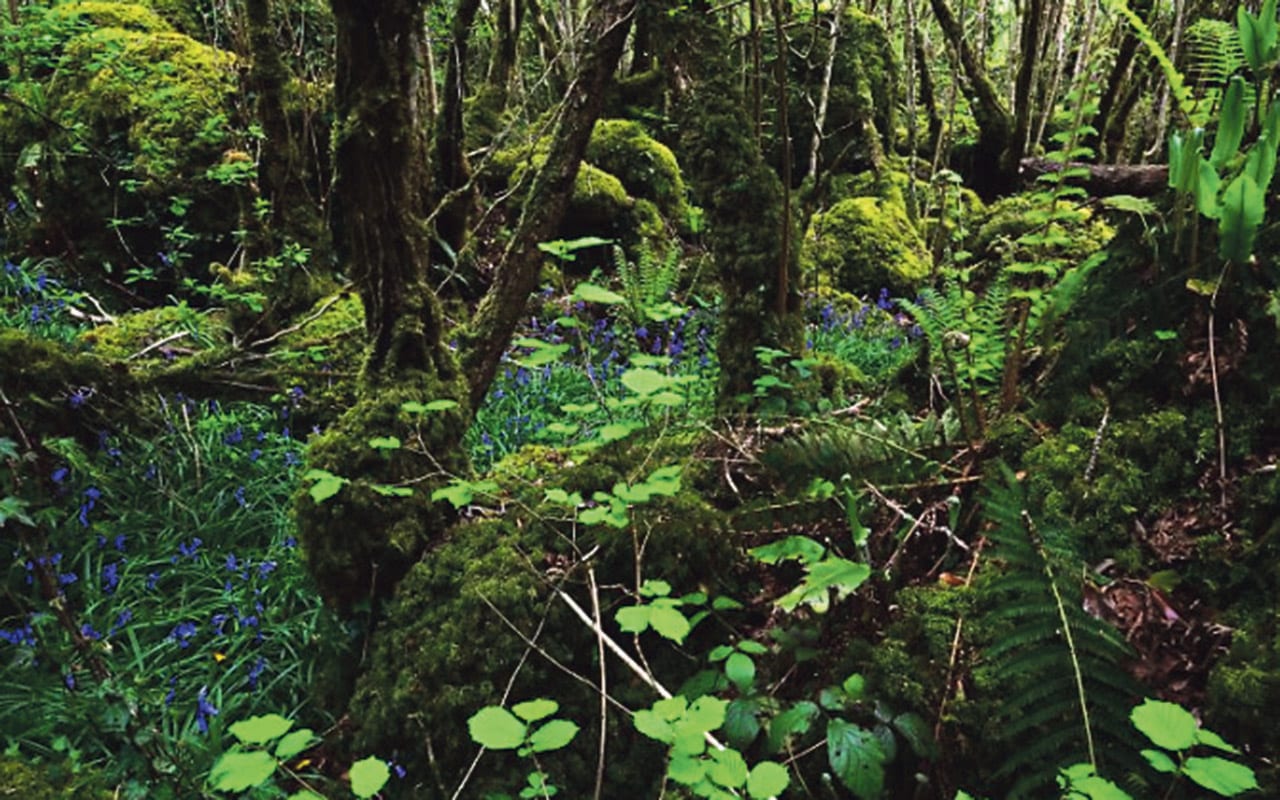 Restoring vanishing Ireland