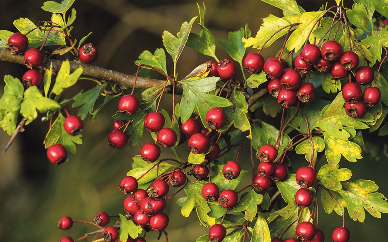 Hawthorn and health