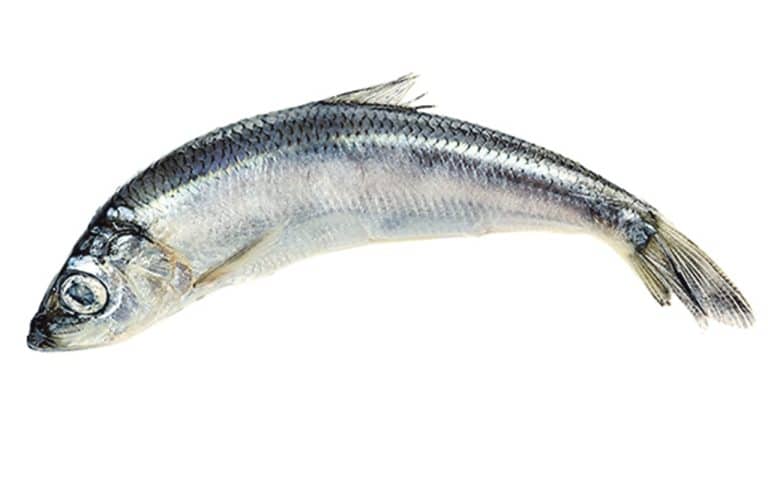 Dealing with the challenge of sprat