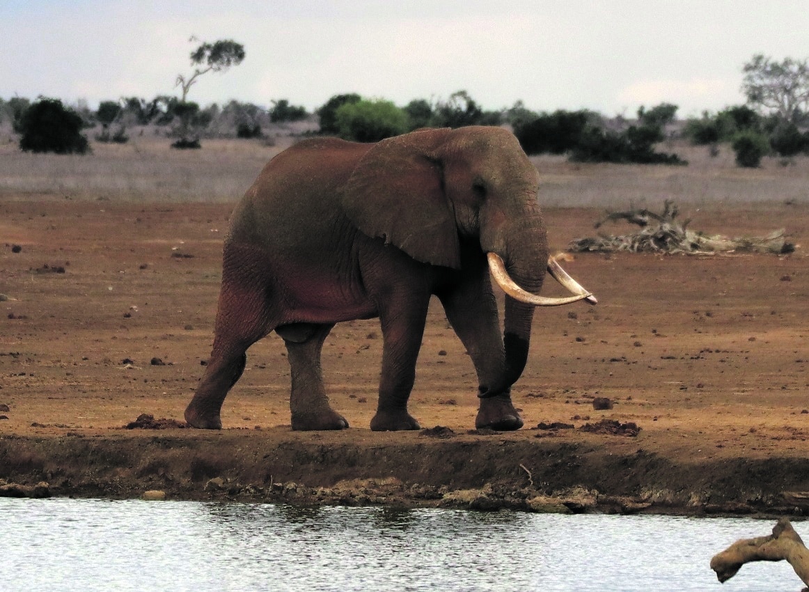 Where are the elephants to go?