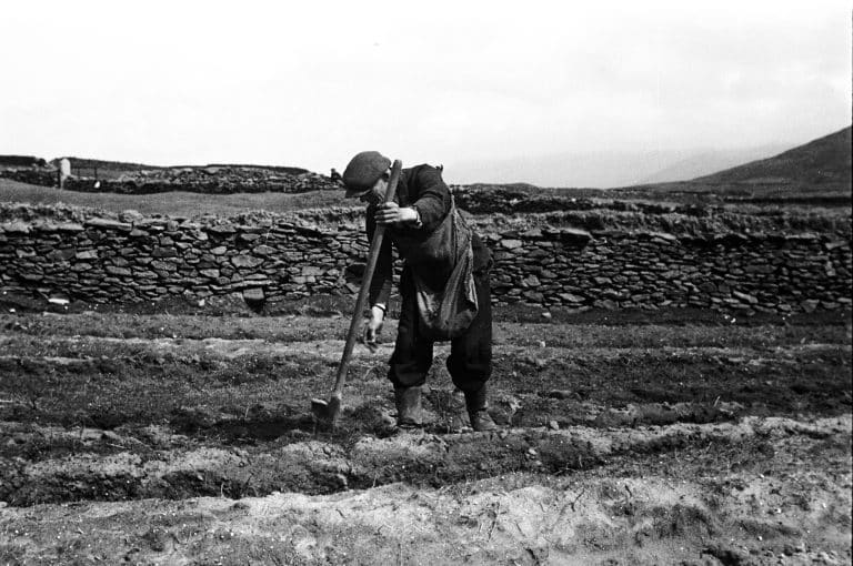 The potato in Ireland
