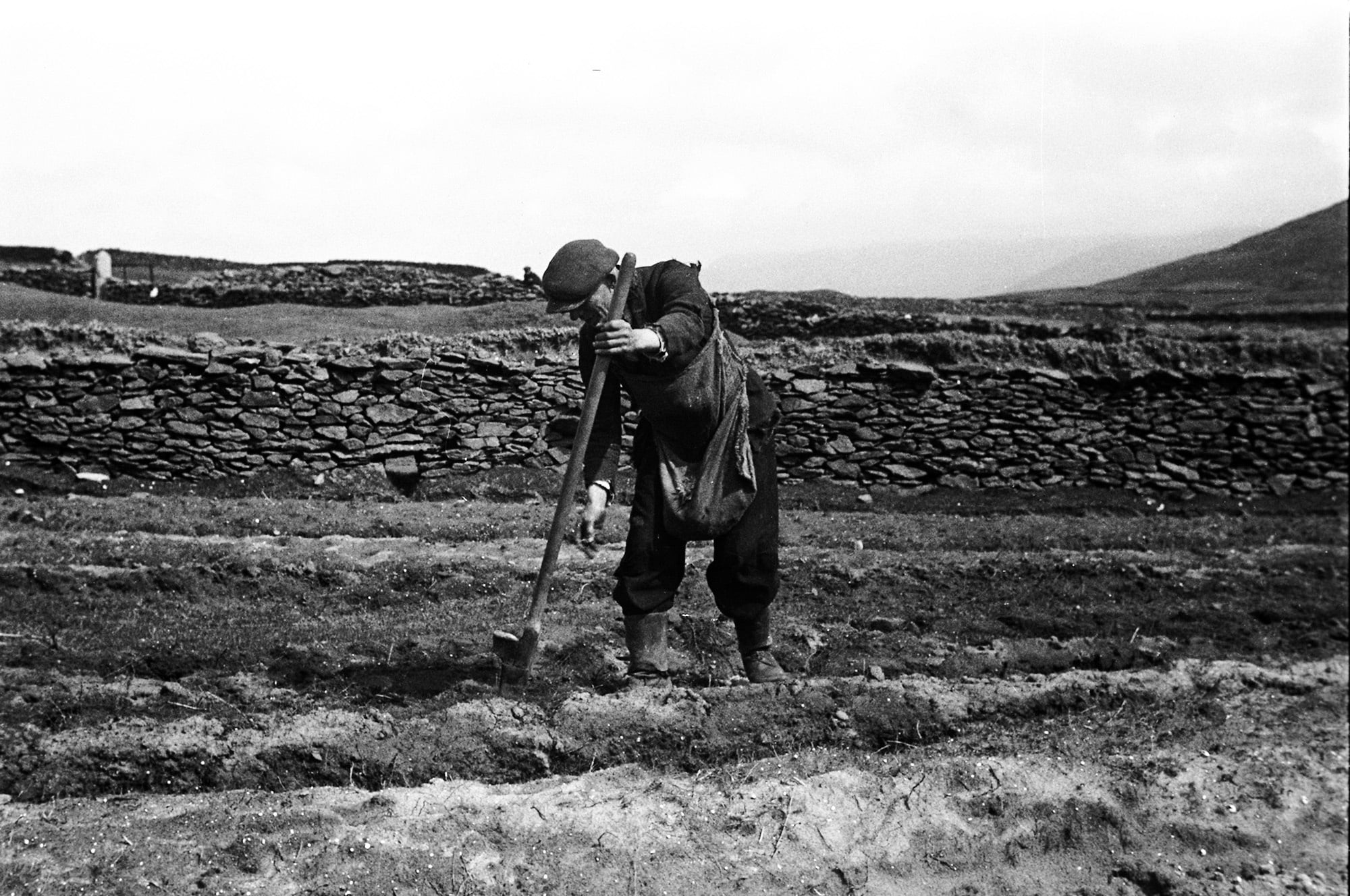 The potato in Ireland