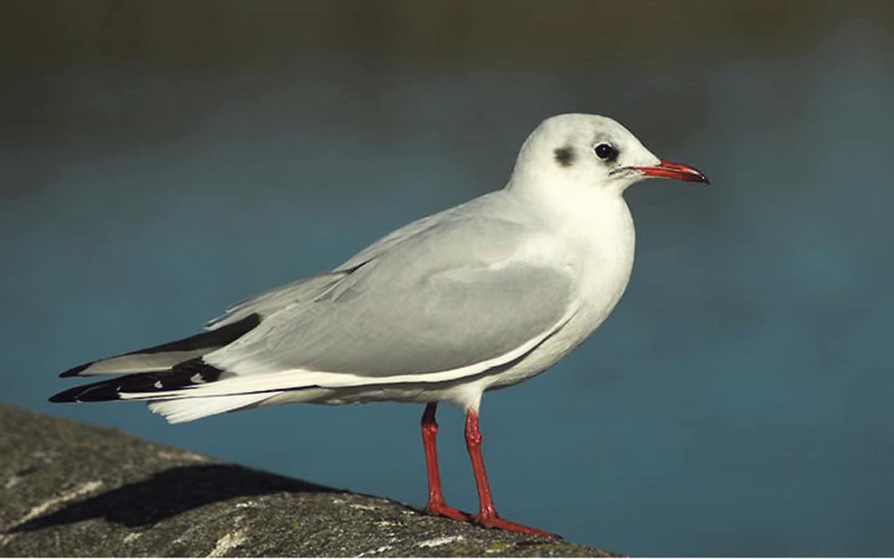 When is a Seagull not a Seagull?