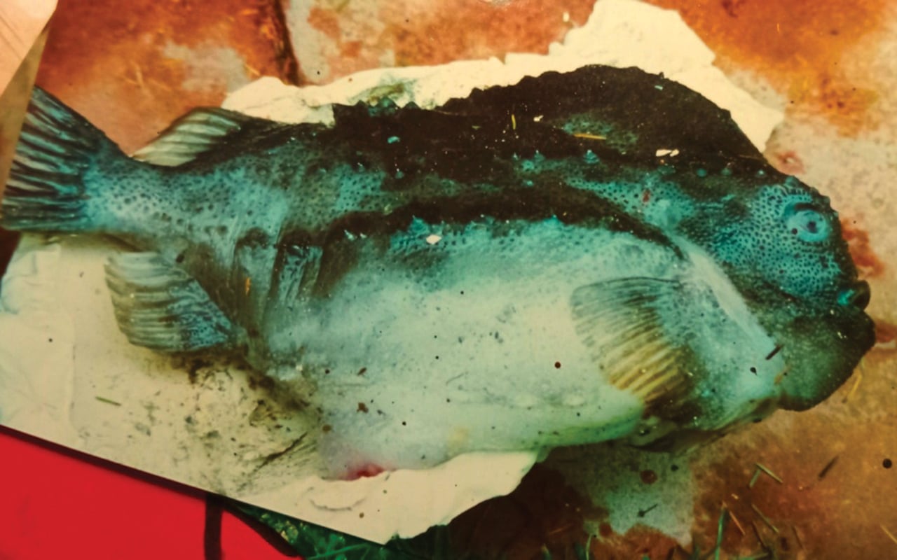 Sea hens and parasites