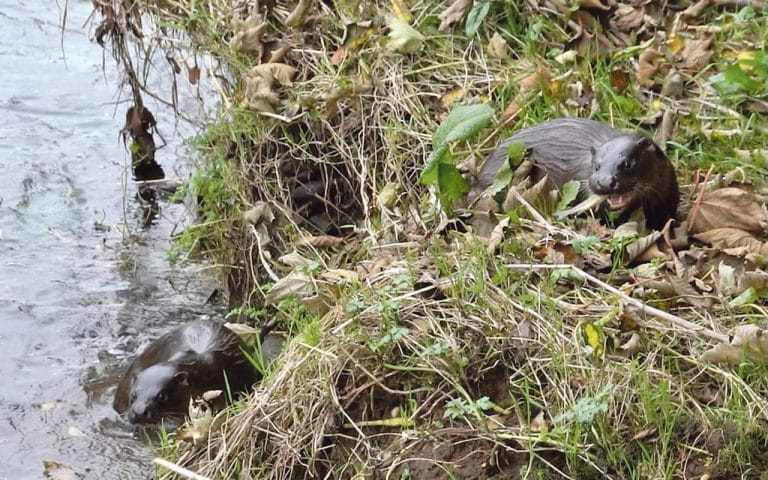 Otter presence along the Bandon River signals healthy ecosystem