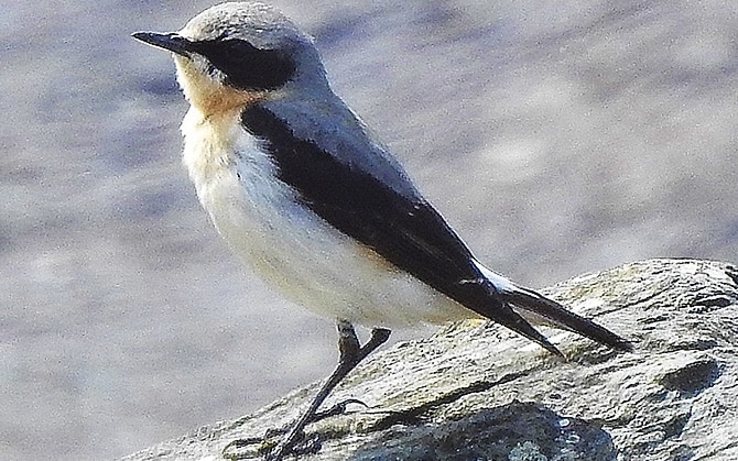 The marvels and mysteries of migration