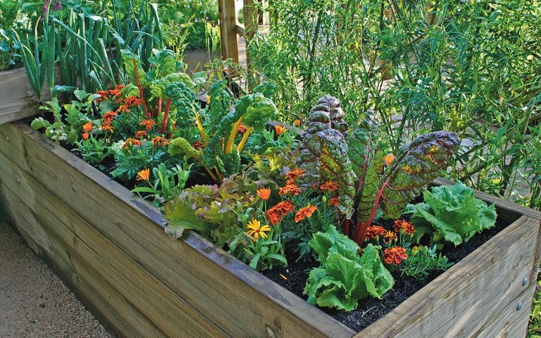 Growing veg in raised beds