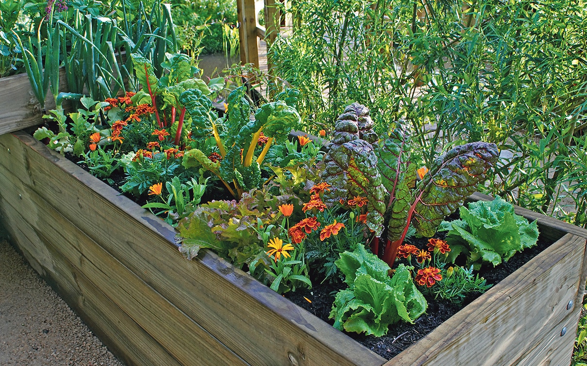 Growing veg in raised beds