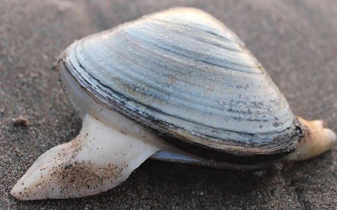 In defence of the pearl mussel