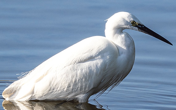 The West Cork Bird Race 2026