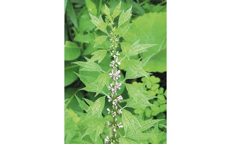 A herb for the heart