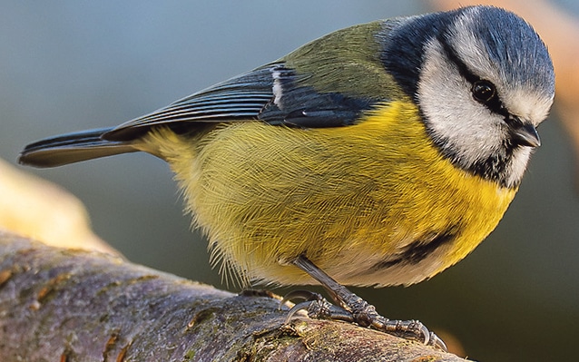 The dawn and dusk chorus