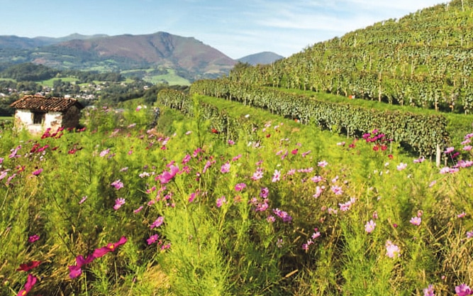 Following the vines