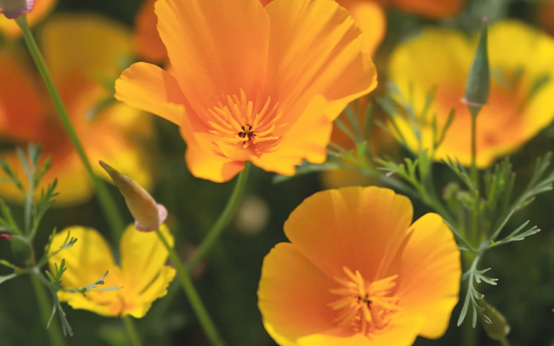 Gardening in May