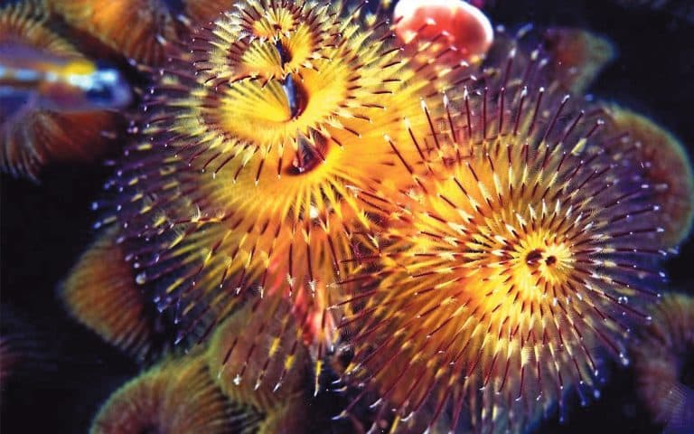 Wonderful worms