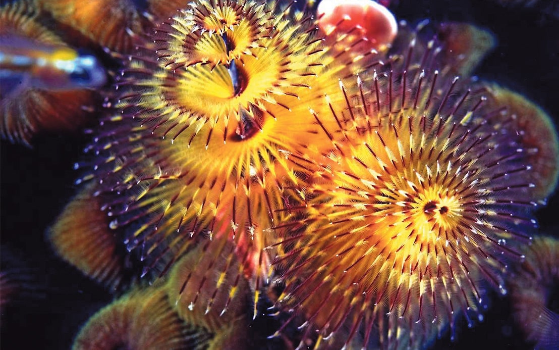 Wonderful worms