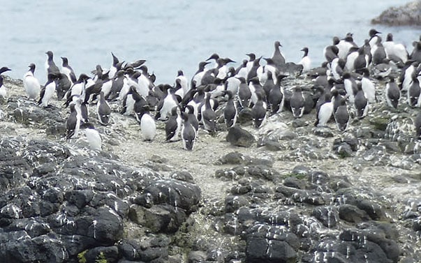 Experiencing Rathlin Island’s wildlife