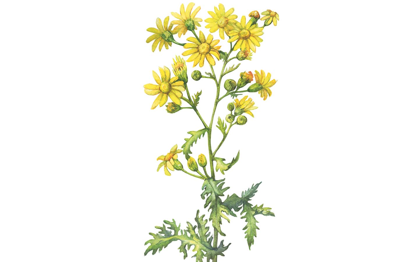 Ragwort in folklore