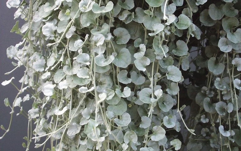 Gardening in June