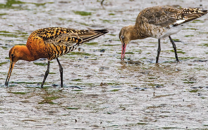 Why do Black-tailed Godwits have different appearances?
