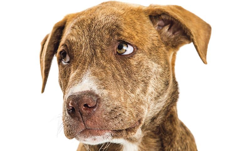 Do dogs feel guilt?