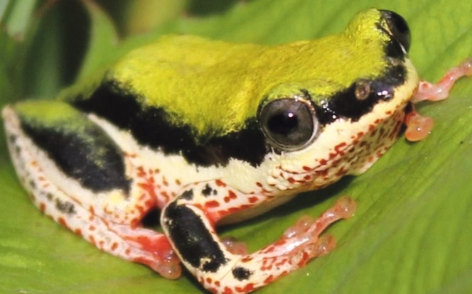 Frogs in trouble