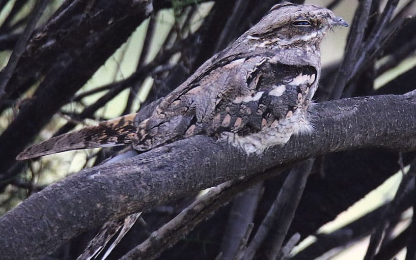 Birdwatch Ireland hopes to twin one of Europe’s oldest bird observatories with South Africa’s first