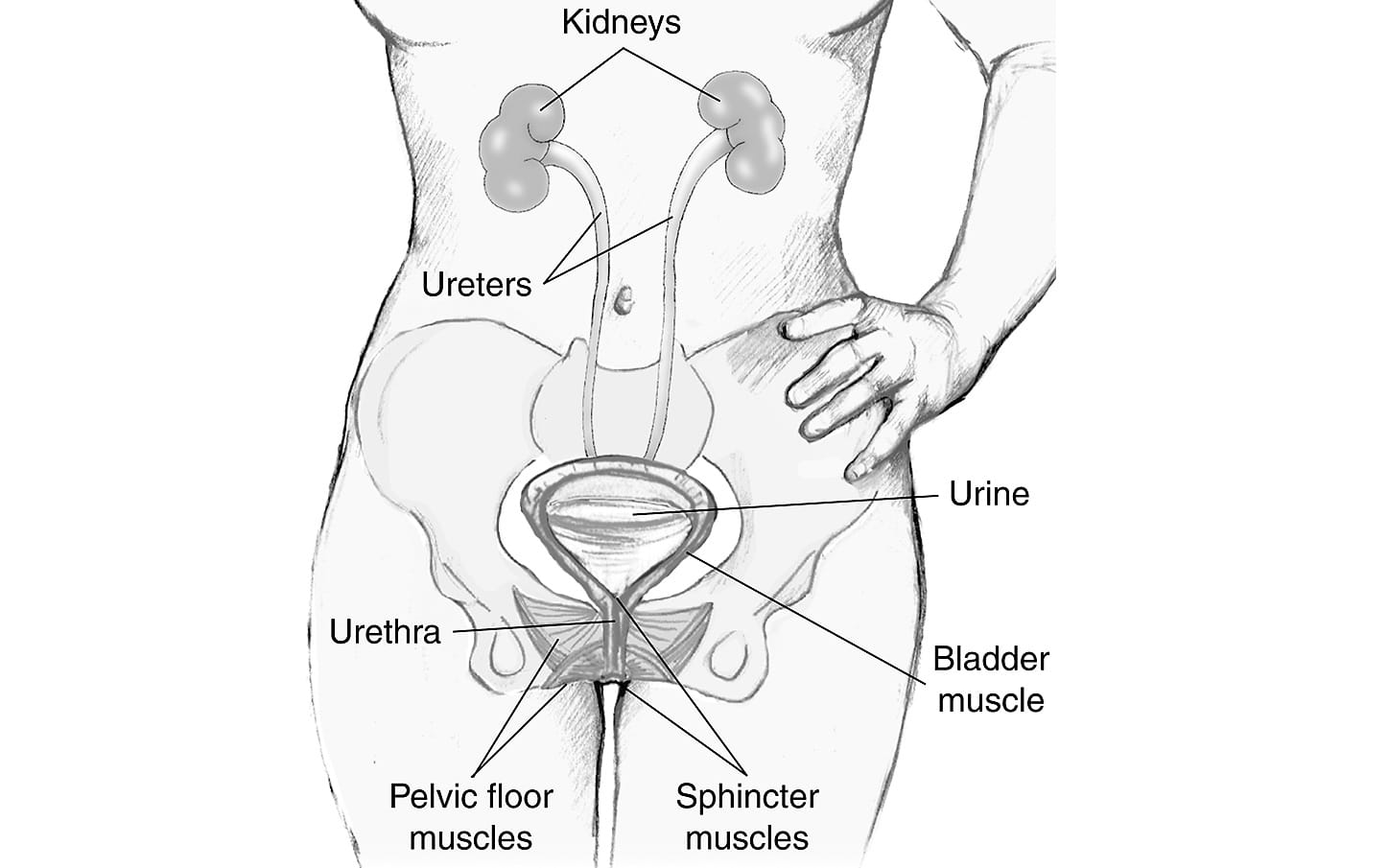 Cystitis: Just a wee infection?