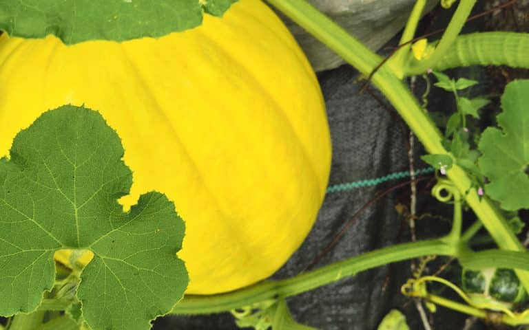 Gardening in August