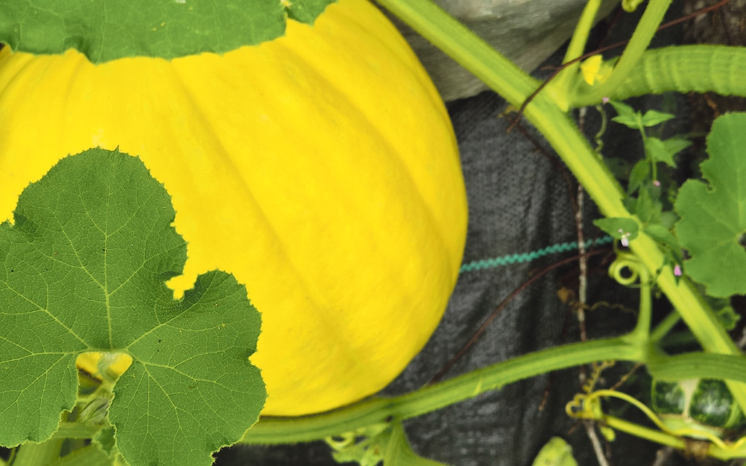 Gardening in August