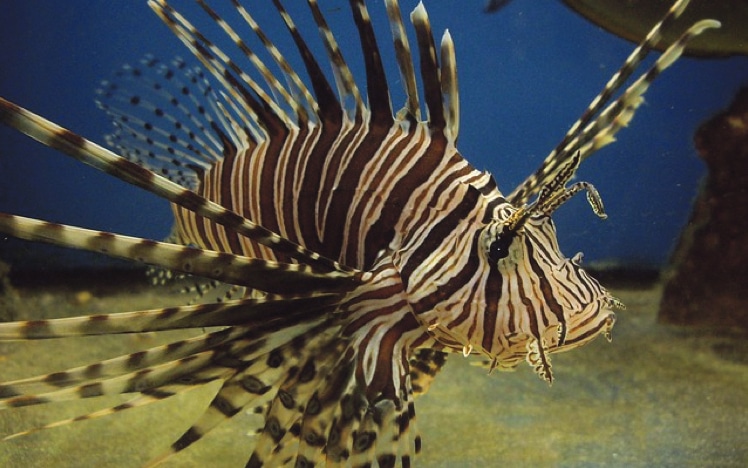 Invasion of venomous fish