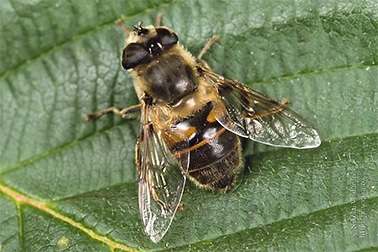 In defence of the fly